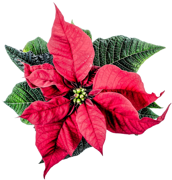 Poinsettia Png Clipart (black)