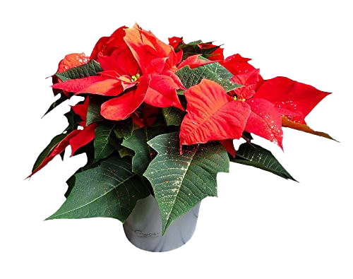 Poinsettia Png File (lavender, black, gray, white)