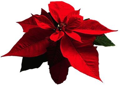 Poinsettia Png Free Download (black, red)