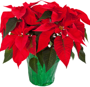 Poinsettia Png Hd (black, red, maroon)