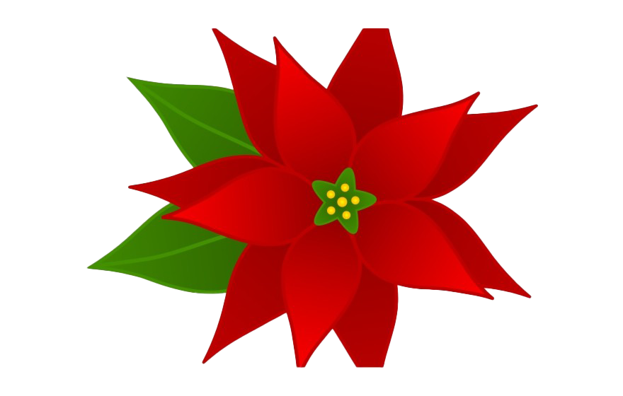 Poinsettia Png Image (maroon, white)