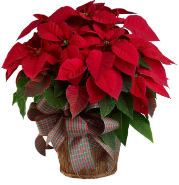 Poinsettia Png Pic (black, maroon)