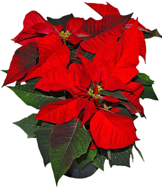 Poinsettia Png Picture (black, red)