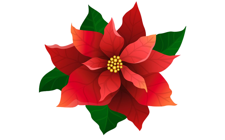 Poinsettia Transparent Background (green, maroon, white)