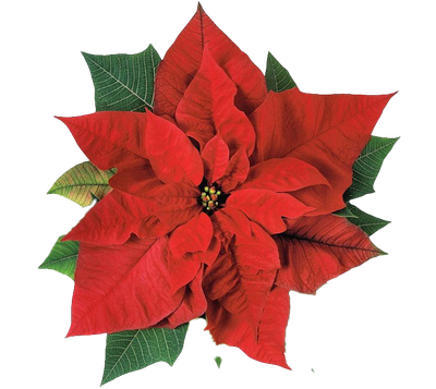 Poinsettia Transparent Png (black, chocolate)