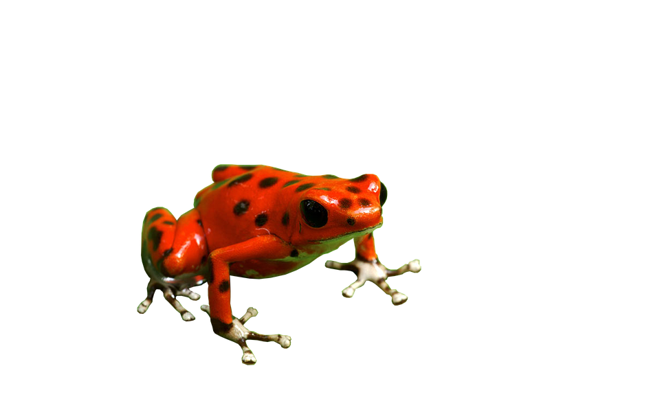 Poison Dart Frog Png Free Download (maroon, black)