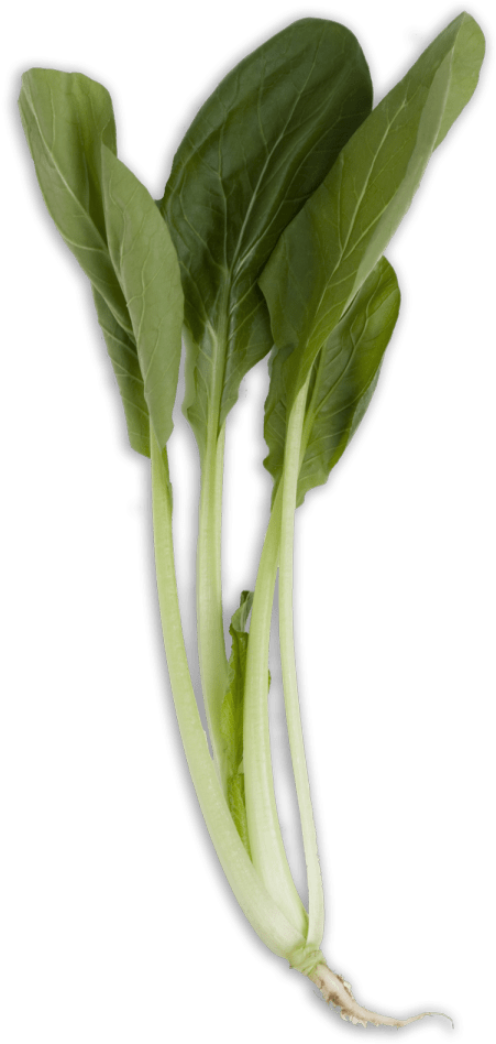 Bok Choy Cabbage Png Clipart (black, gray)