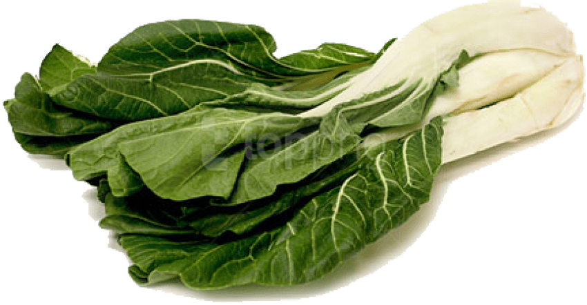 Bok Choy Cabbage Png Pic (beige, black, white)