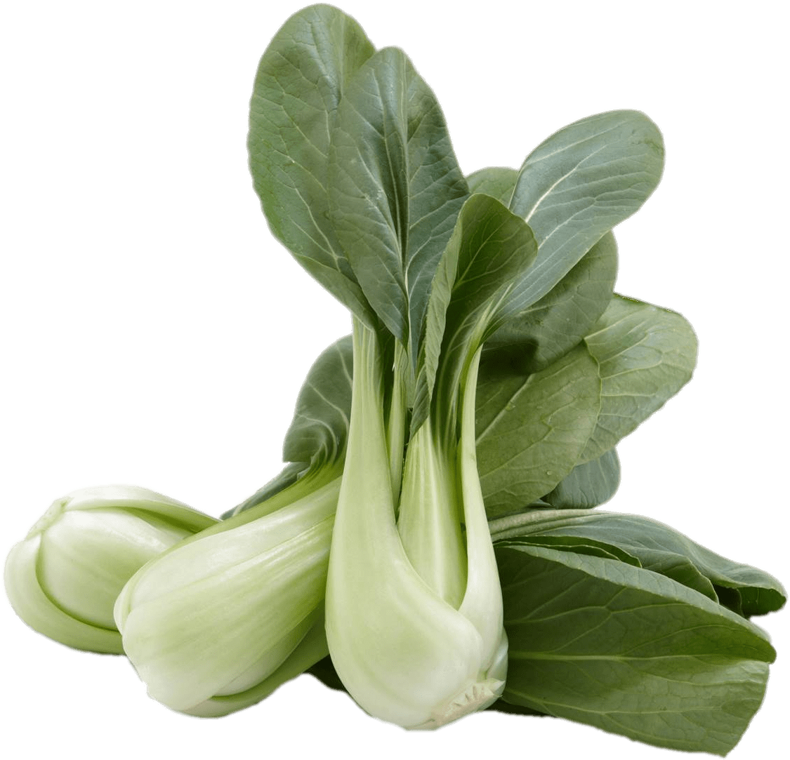 Bok Choy Cabbage Transparent (beige, black, silver)