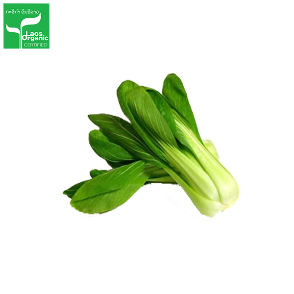 Bok Choy Png File (beige, white)