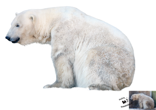 Polar Bear Png File (black, silver, beige)