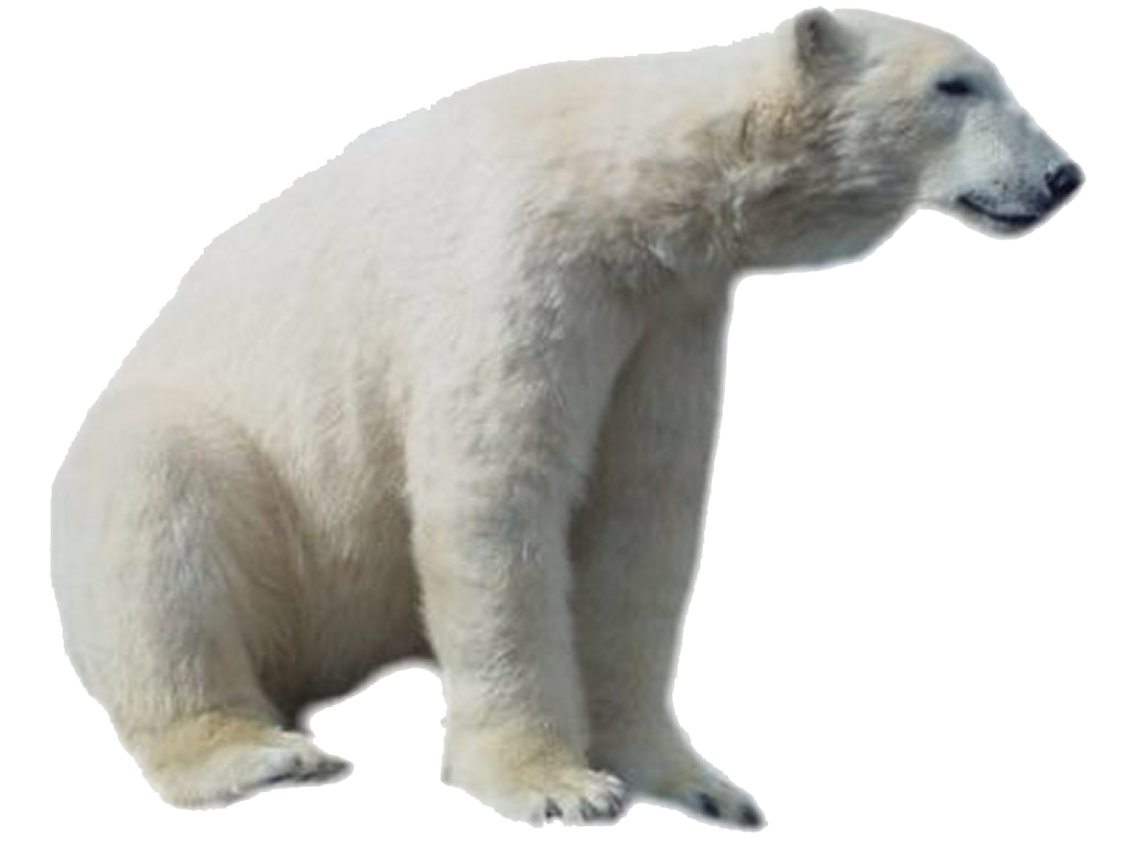 Polar Bear Png Hd (silver, beige, white)