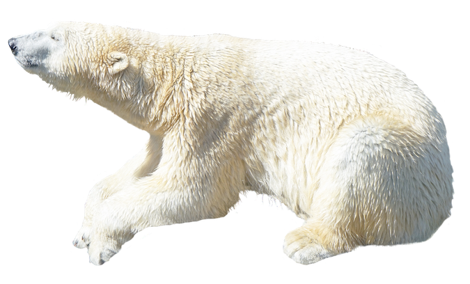 Polar Bear Png Image (black, beige, white)