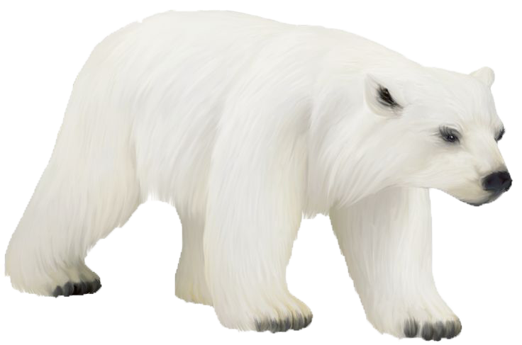 Polar Bear Png Photos (beige, white)