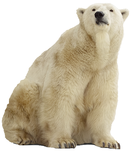 Polar Bear Png Pic (gray, silver, white)