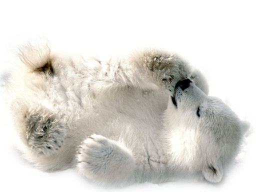 Polar Bear Png Transparent Image (black, silver, white)