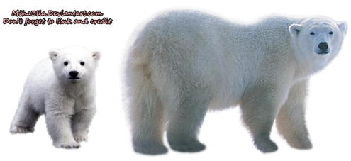 Polar Bear Transparent Background (black, gray, maroon, white)