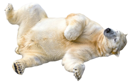 Polar Bear Transparent Png (black, pink, beige, white)