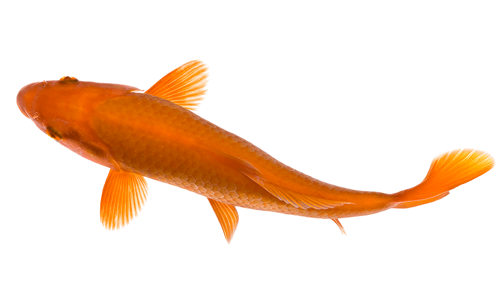 Golden Koi Fish Png Hd (gray)