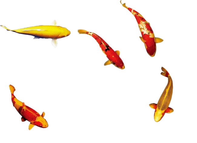 Golden Koi Fish Png Image (white)