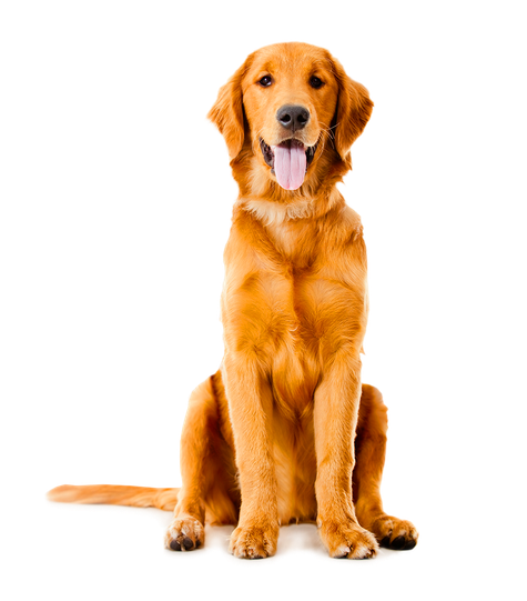 Golden Retriever Png Background Photo (black, white)