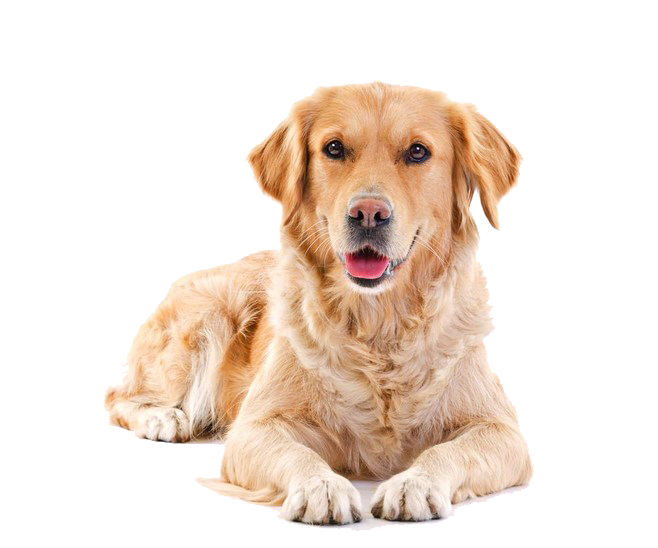 Golden Retriever Png Background (white)