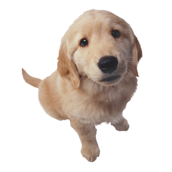 Golden Retriever Png Hd Photo (black, gray, silver)