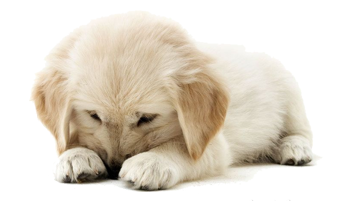 Golden Retriever Png Image Hd (beige, silver, white)