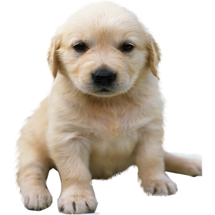 Golden Retriever Png No Background (black, beige, pink)