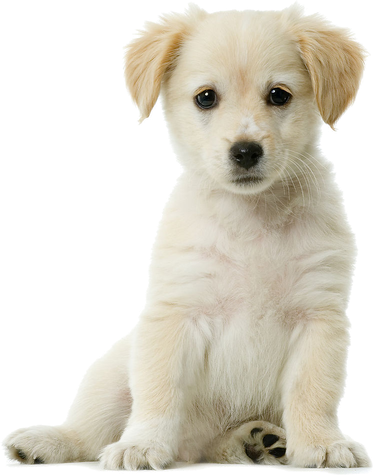 Golden Retriever Png Pic Background (beige, black, silver)