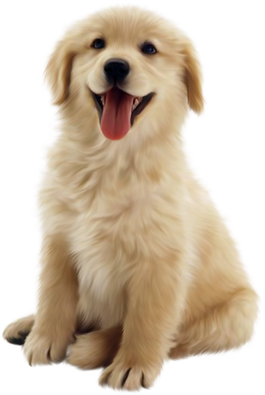 Golden Retriever Png Transparent Background (black, gray, silver, pink)