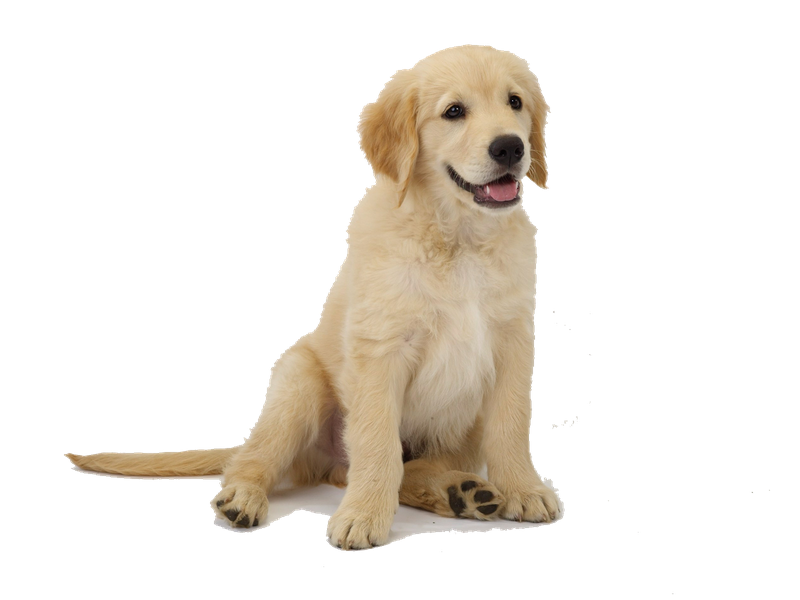 Golden Retriever Png Transparent Image (black, silver)