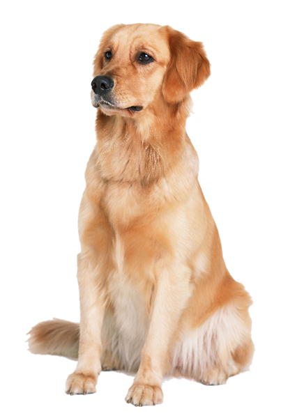 Golden Retriever Png Transparent Photo (salmon, beige, black, silver, pink)