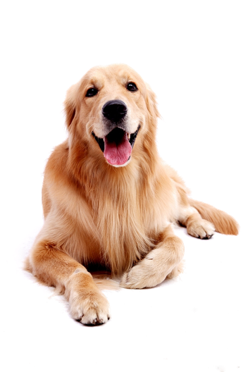 Golden Retriever Png Transparent (black)