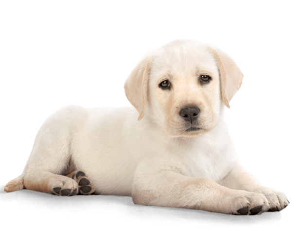 Golden Retriever Puppy Png Photos (black, silver, pink)