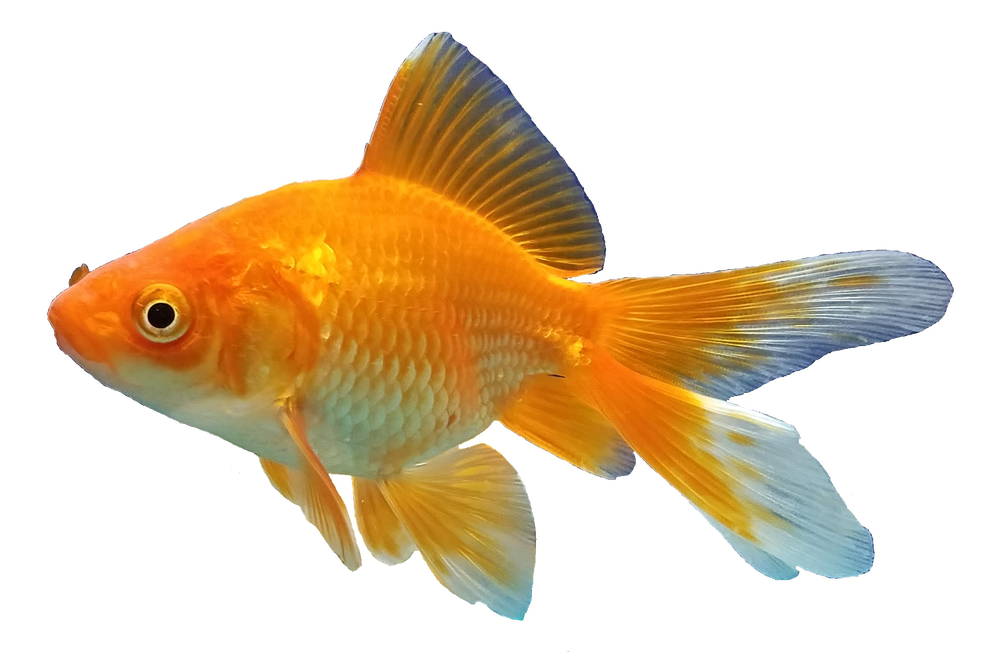 Goldfish Background Png (black, chocolate, gray)