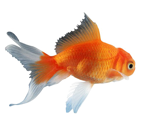 Goldfish Png Clipart (white)