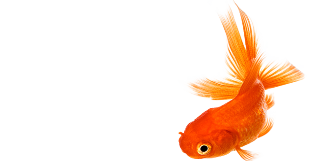 Goldfish Png File (beige, white)