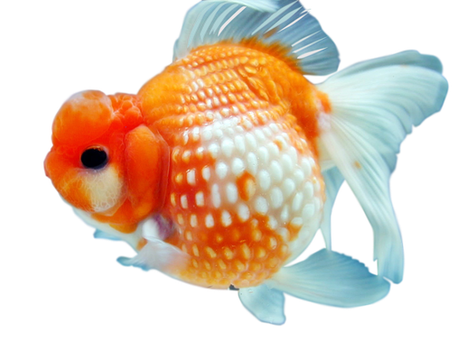 Goldfish Png Free Download (black, red)