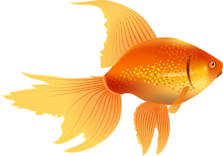 Goldfish Png Image (black, salmon)