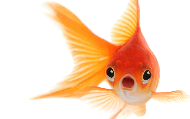 Goldfish Png Photo (black, white)