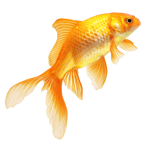 Goldfish Png Pic (beige, white)