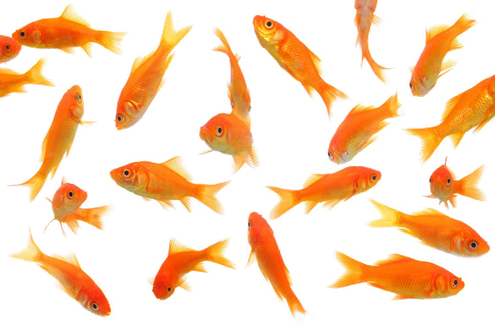 Goldfish Png Picture (black, white)