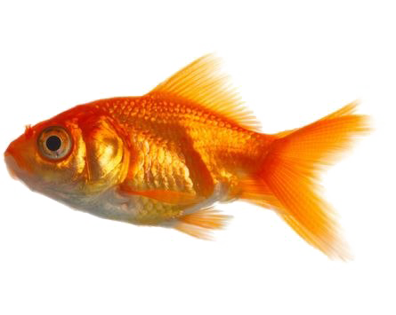 Goldfish Png Transparent Image (white)