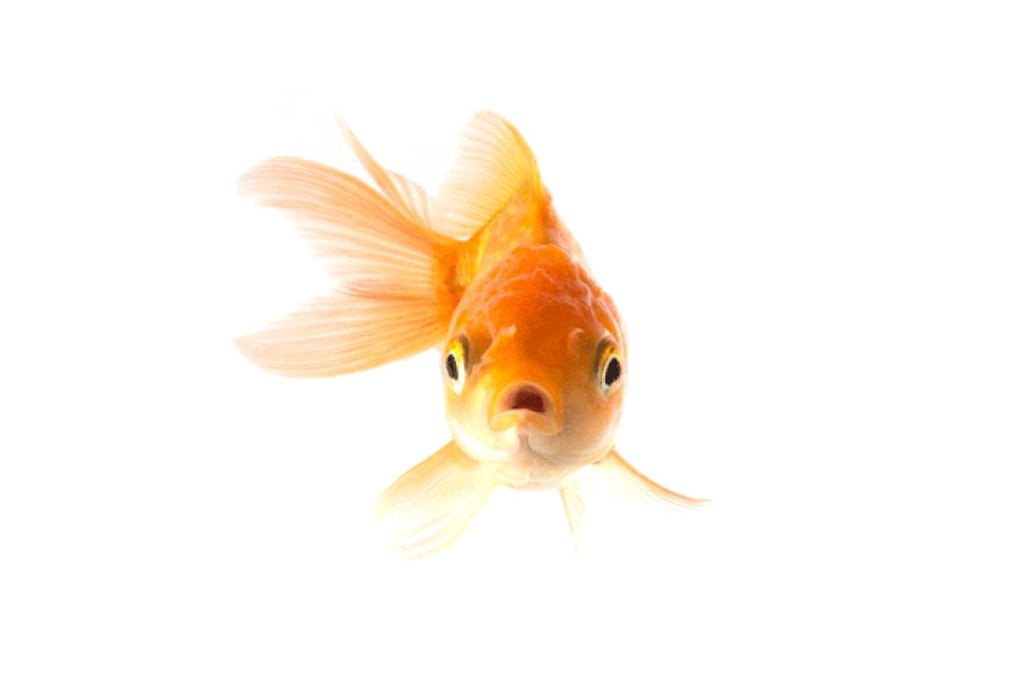 Goldfish Png Transparent Picture (beige, white)