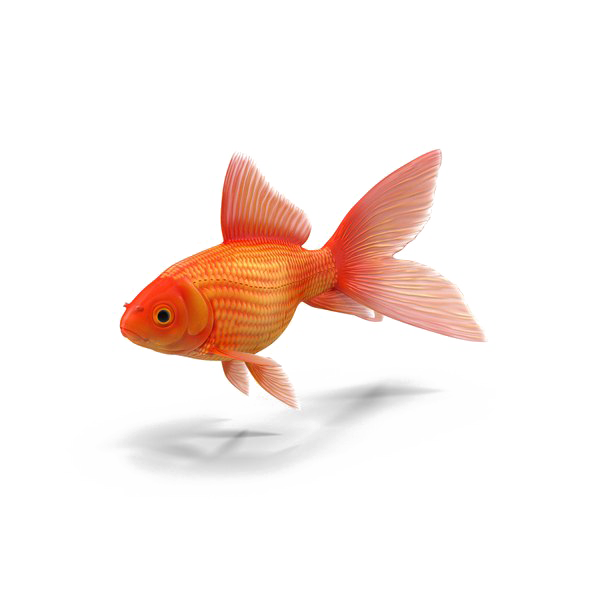 Goldfish Png Transparent (white)