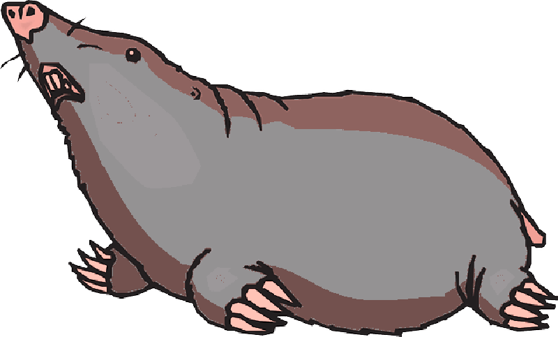 Mole Animal Png Hd Isolated (white, gray)