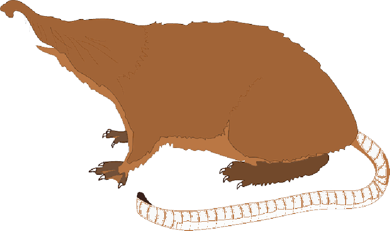 Mole Animal Png Pic (white, olive, chocolate)