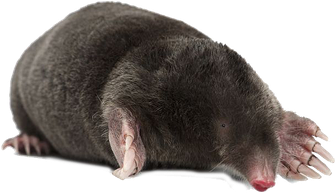 Mole Animal Png Transparent (black)