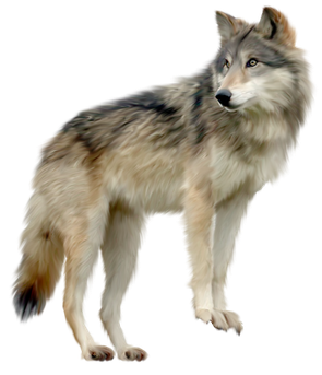 Wolf Png Free Download (black, gray, silver)